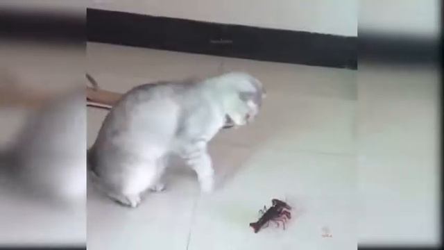 Collection of Cute Funny and Smart Pets №44 смотреть онлайн