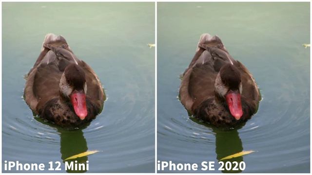 IPhone 12 Mini Vs IPhone SE 2020 | Camera Comparison | IPhone 12 Mini
