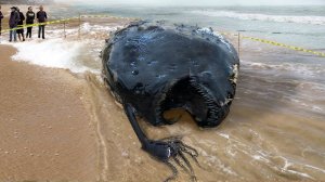 СТРАШНУЮ РЫБУ ИЗ ГЛУБИН ОКЕАНА ВЫБРОСИЛО НА БЕРЕГ.mp4