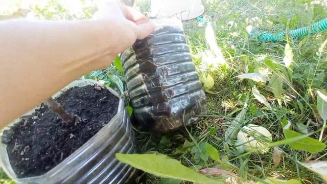 Лимон Мейера после лечения. Инжир Брунсвик и Долматский после пересадки. смотреть онлайн