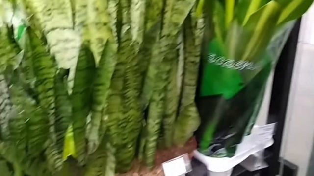 ОРХИДЕЯ ФАЛЕНОПСИС И МУЧНИСТЫЙ ЧЕРВЕЦ. смотреть онлайн