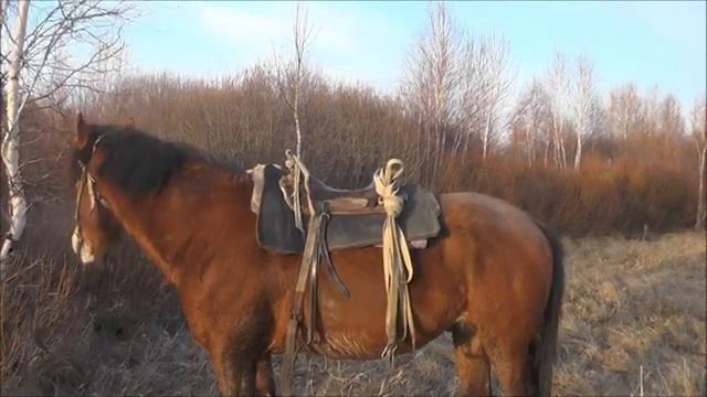 Охочусь за трофеями. Поиски Сибирских косуль. Jagd nach Trophäen. Suche nach sibirischen Rehen. смотреть онлайн