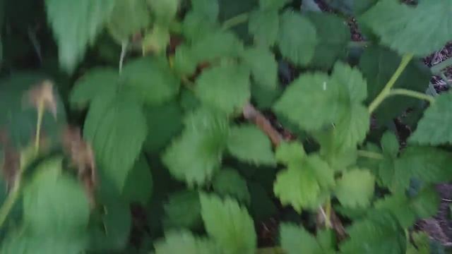 Малина крупноплодная / урожайная малина смотреть онлайн