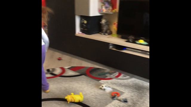 🐶«ЙОРКШИРСКИЙ ТЕРЬЕР АЙСИ ИГРАЕТ В САЛКИ»🐶/Собака в доме/Приколы с животными/Смешные Собаки/.