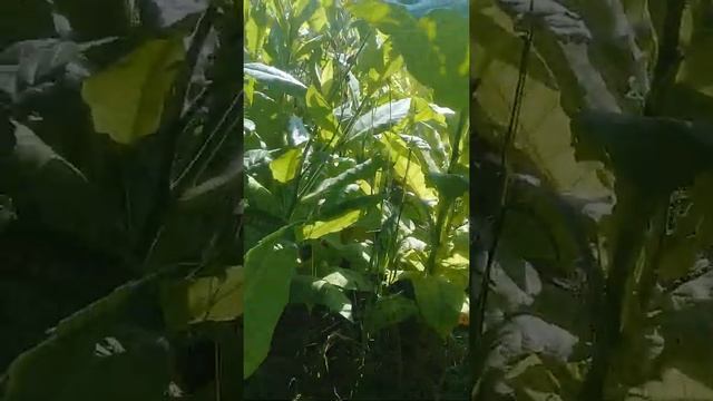 табак в Сергиев Посаде 2021 смотреть онлайн