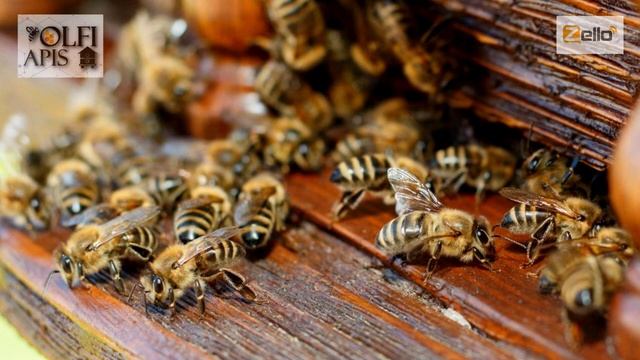 #Кашковский В. Г. Эффективность карпатки в лесостепной зоне Украины смотреть онлайн