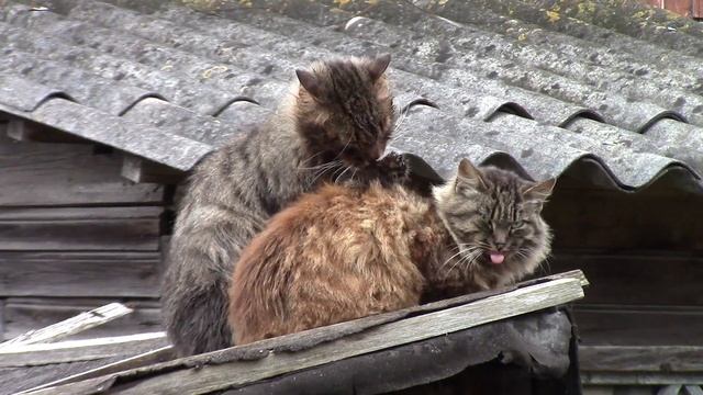 Помылся сам, помой соседа. смотреть онлайн