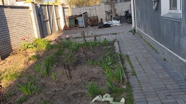 Посадила бархатцы. "Жужа " на покраске. смотреть онлайн