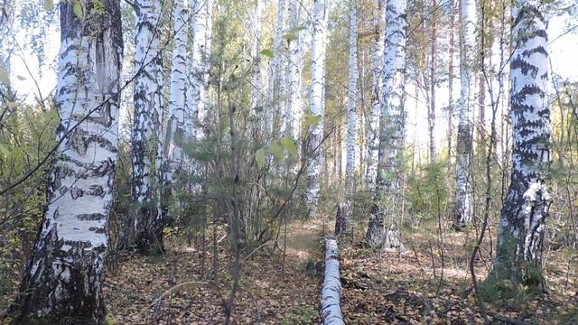 "Приглшаю на прогулку" смотреть онлайн