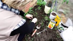 посадка рассады томатов в теплицу,подготовка грядки перед посадкой,вносим необходимые удобрения.