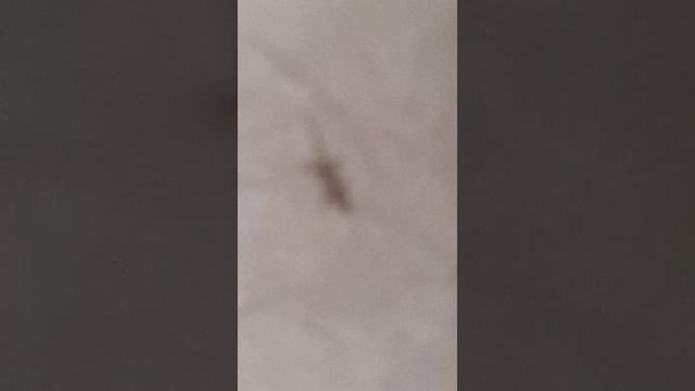 В Крыму тоже водятся гекконы! смотреть онлайн