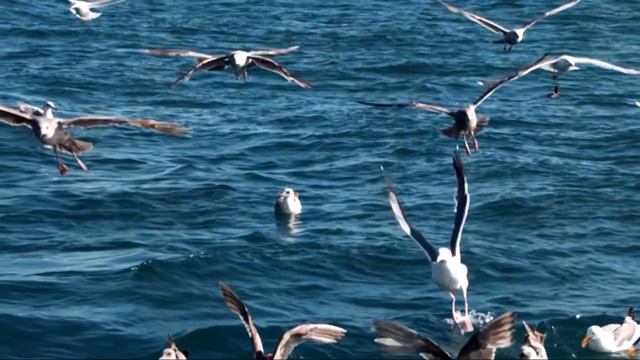 Кавер версия Устало море от полуденной жары-поёт Андрей Разин(прикольно) смотреть онлайн