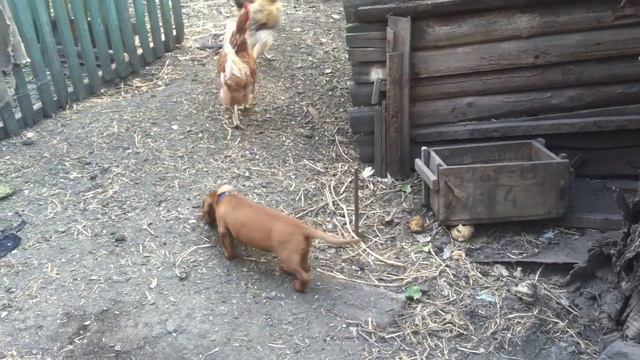 Курица атакует щенка Курица клюет щенка таксы Прикольное видео