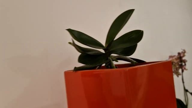 🇨🇵Comment est le feuillage du phalaenopsis🌸🥰#orchidées #orquideas #orchid#phalaenopsis #fleur#flore смотреть онлайн