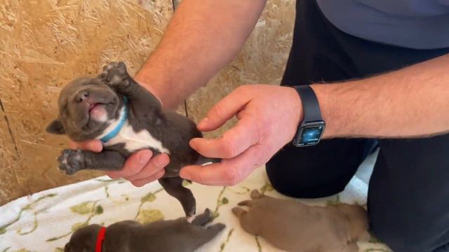 Свободные щенки американского Булли , покет. смотреть онлайн