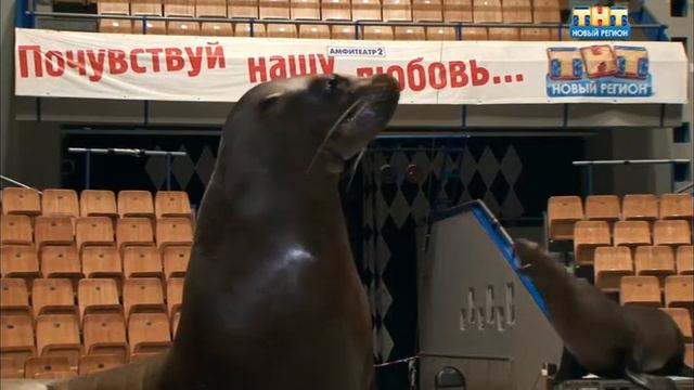 Василий Тимченко смотреть онлайн