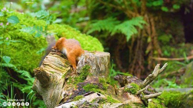 лечебная музыка для сердца и сосудов - Нежная музыка, успокаивает нервную систему и радует душу #9 смотреть онлайн