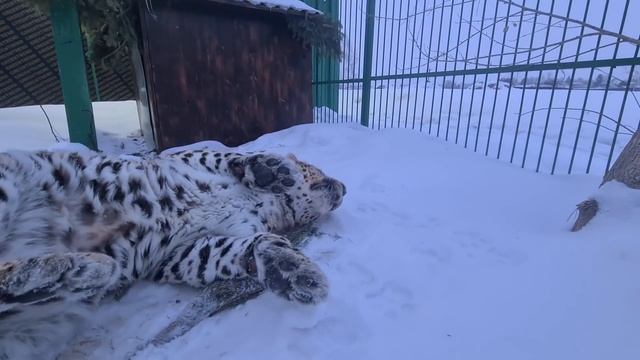 Рысь начала выходить в вольер. Леопард балдеет в снегу смотреть онлайн
