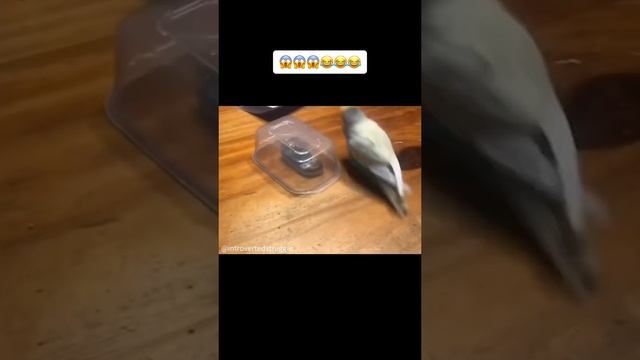 смешные животные смотреть онлайн