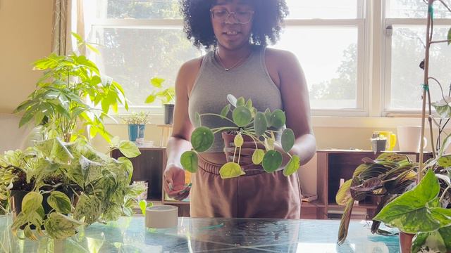 Houseplant Tour | 15+ plants and counting смотреть онлайн