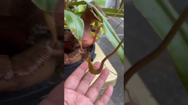 Nepenthes Ventricosa смотреть онлайн