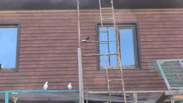 Молодой Курский голубь! Чужак!