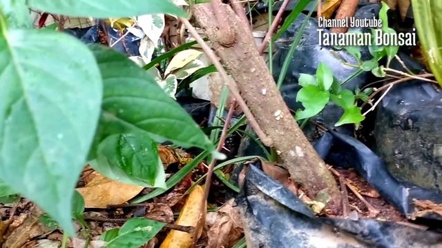 Cara merawat bonsai bougenville смотреть онлайн