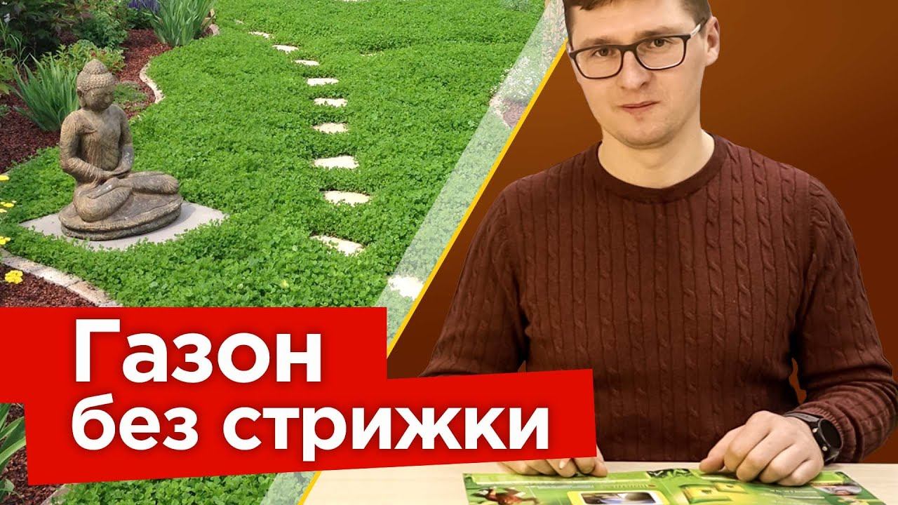 ГАЗОН ДЛЯ ЛЕНИВЫХ! Посадите эти растения вместо газона и наслаждайтесь отдыхом вместо косьбы