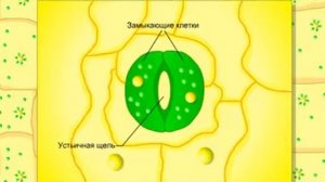 Схема работы устьиц листа
