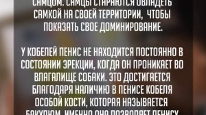 Почему собаки склеиваются попами при спаривании, этому есть объяснение в видео