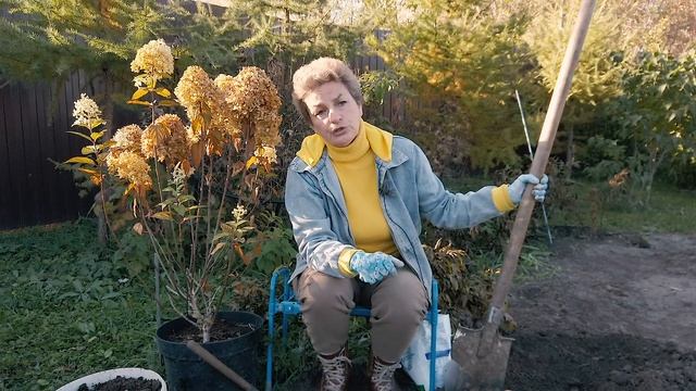 Как посадить гортензии в октябре смотреть онлайн