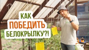 Рабочие методы борьбы с  белокрылкой. Как эффективно бороться с белокрылкой