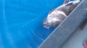 Ryobi HI Power AD101 BLACK GROUPER MONSTER 79KG