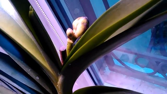 Вредители орхидей.