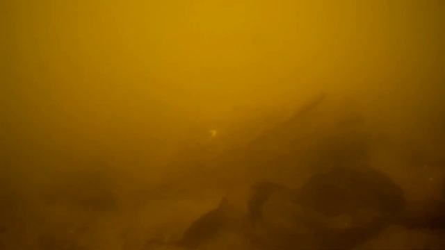 Дрозды. Подводное видео ранней весной с мостков. смотреть онлайн
