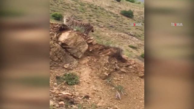 Endangered caracal spotted in eastern Turkey смотреть онлайн