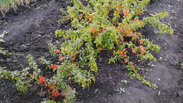 Айва японская. Хеномелес. Описание сорта, уход, посадка