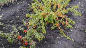 Айва японская. Хеномелес. Описание сорта, уход, посадка