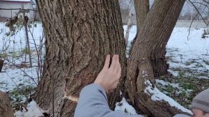 Насадка на болгарку, цепная пила / Как она в деле?