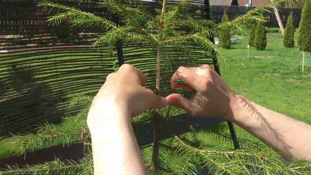 ЕЛЬ ГОЛУБАЯ прививка на ель зеленую