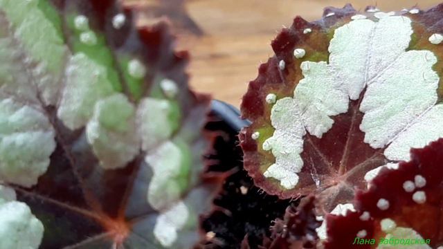 Шикарные бегонии Дольче Вита и Чалыкушу смотреть онлайн