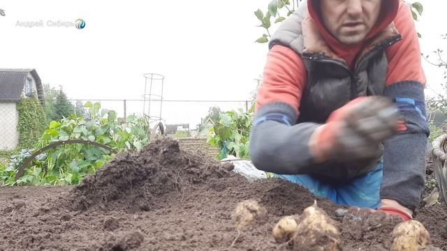 УРОЖАЙ 600 кг Американки с ПОЛ СОТКИ—ПРОТИВ 730 кг картофеля с ЦЕЛОЙ СОТКИ Гордеевых. смотреть онлайн