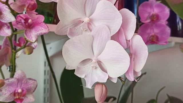 С Праздником 8 марта!! Весеннего вам настроения!!! смотреть онлайн