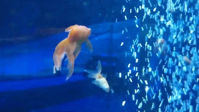 Funny Fish 00028 Aquariumfish Funny Aquarium Aquarium. Sleep Music. Relax Music. Meditation Music.