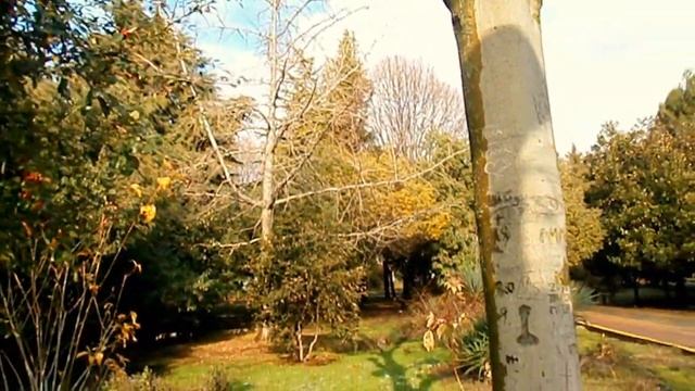 Центральный парк Лазаревского. Два вида кизильника. Сочи, январь 2013 смотреть онлайн