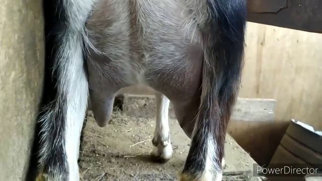 УRODЫ НАГАДИЛИ Я УБИРАЮ. ЧЕСТНЫЕ УДОИ МОИХ КОЗ. СЕПАРИРУЮ КОЗЬЕ МОЛОКО. ПТИЧИЙ ДВОР. смотреть онлайн