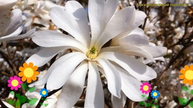 Магнолия звездчатая Вотерлили. Краткий обзор, описание характеристик Magnolia Stellata Waterlily