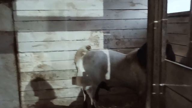 МАША ВОРУЕТ А Я ЗАВИДУЮ ДВА САПОГА ПАРА смотреть онлайн