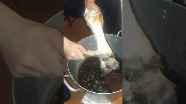 Подготовка к хашу чистка ног быка смотреть онлайн