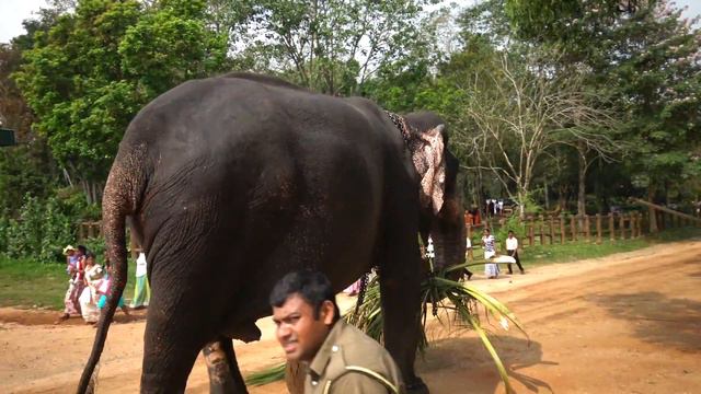 Jungle Paradise Srí Lanka HD смотреть онлайн